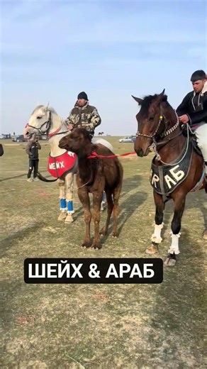 #horse🇹🇯🇺🇿🇰🇬🇰🇿 #лошади #моялошадь #rek #shayxrahmatullohtermiziy #horsel #тикток #дуэт #лайк