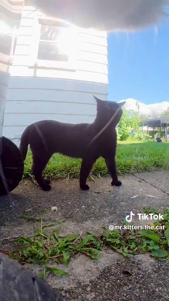 First appearance of Dark Void 💀🐈‍⬛ #fyp #cat #meow | cat meowing