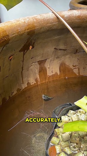 1.2K views | Fish with Perfect Target Aim. | Gizmo Trends | Facebook