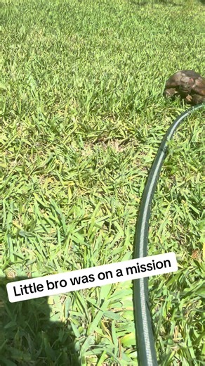 Out in the yard and this dude rolls through…#tortoise #backyardvibes #tortoisesoftiktok #nature