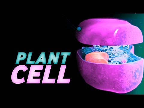 CELL WALL : Structure and Functions || 3D ANIMATION || @MagnetBrainsEducation