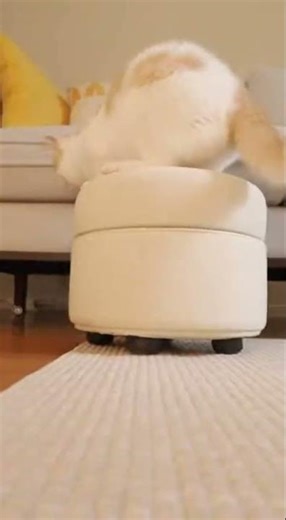 Cat vs. Mouse: The Ultimate Game of Tag! 🏃‍♂️✨