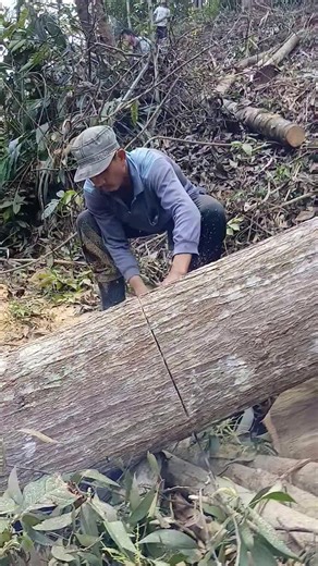 Mastering Chainsaw Techniques for Woodworking