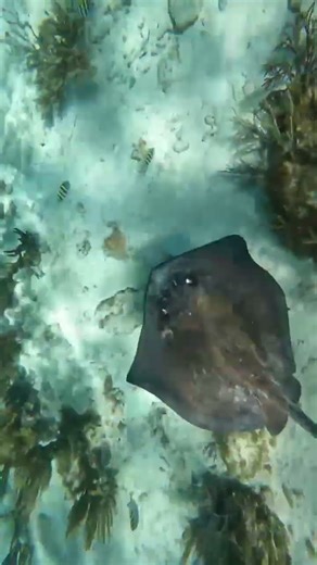 Snorkeling in Grand Cayman! Thanks Shore Excursions Group!!