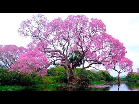 10 Stunning Trees in The World