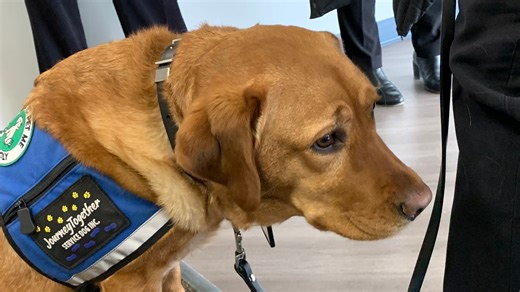 Tony Evers vetoes bill cracking down on fake service animals