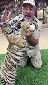 612K views · 10K reactions | #feeding #baby #tiger #wow #happy #wildlife #shorts #reels #amazing #animals #happy #animallovers #life #havefun | Jayprehistoricpets | Facebook