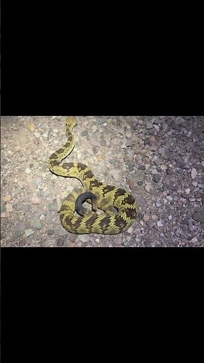 This is what herping is all about! #fieldherping #snake #wildlife #herping