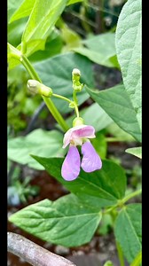 Ukrainian Comrades dwarf French bean from Heritage Seed Library,...