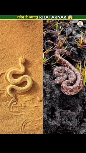 Sidewinder vs Saw-scaled Viper: कौन ज्यादा Dangerous है? 😱