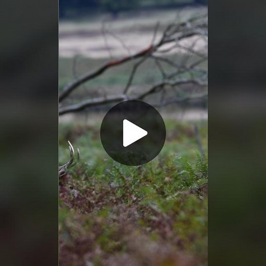 Just beautiful deer in the woods. Taken with a Nikon D850 and a 200-500mm. Enjoy! #naturephotography #animalsoftiktok #deer #wildlife #wildlifephotography #wildlifephotographer #whatmycamerasees #nikonphotography