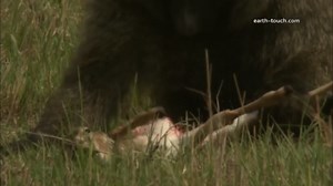 Gazelle fawn getting eaten alive by a Baboon