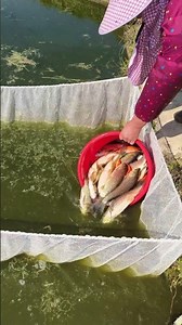The process of releasing the small fish