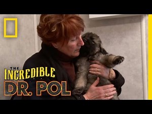 Puppy Kisses | The Incredible Dr. Pol
