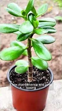 Jade Plant Benefits Why You Need This Lucky & Air-Purifying Houseplant!