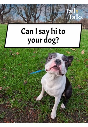 Meet Finn: The Energetic Boston Terrier in London