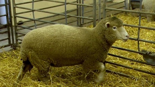 The science and ethics of cloning