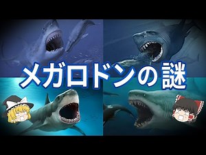 【ゆっくり解説】かつての海の覇者「メガロドン」の謎【深海生物】