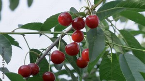 Organic cherries on cherry tree in fruit garden in summer. Ripe fruit and healthy food concept. Berry harvest in summer. Ripe cherries ready for picks. Summer breeze