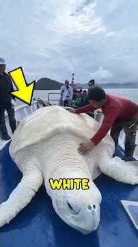 Top 5 White Animals You Never Knew Existed‼️😱#facts #top5 #animals #wildlife #animalfacts #white