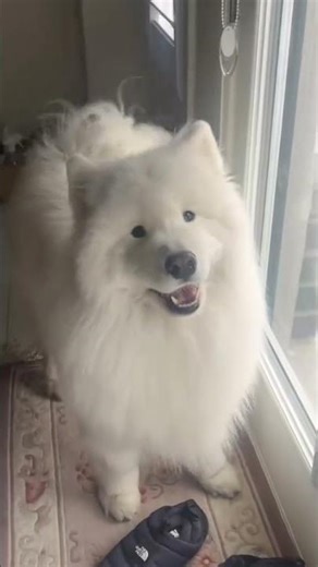 Yeah are you going out to plant sunflowers#Samoyed