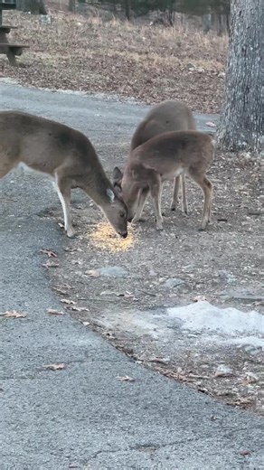 The woodland creatures appreciated a pre storm snack, and it sure looks like we will be enjoying the snow for days to come❄️🌨️ #riveroflifefarm #winterweather