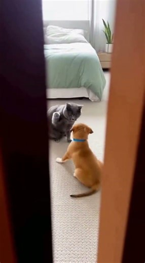 The Bully Stops When the Giant Cursed Video? Why does the tape glitch exactly when HE appears?