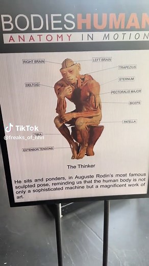 Exploring Bodies Human: A Unique Look at Human Anatomy