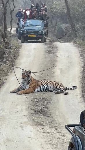 Ranthambore National Park | Ranthambore National Park