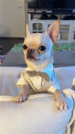 POV: Your Dog Is the Best-Dressed at the Wedding 💍🐶 #dogfashion #doghaul #furb #weddingdog