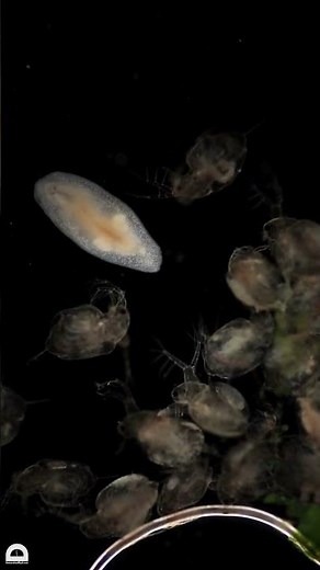 Flatworm under the microscope