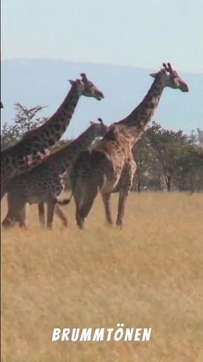 🌿 Habitat of the Giraffe in Africa 🦒
