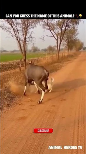 Most People Get This Wrong 😳 Guess the Animal!