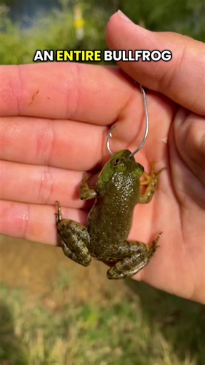 Fishing with a bullfrog