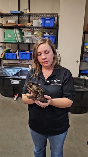 It’s okay Beef Queen… 🐸 👑 It happens to the best of us. 👀 This Suriname Cane Toad, affectionately named Beef Queen, is just one of many Animal Ambassadors for the Wildlife on Wheels program. Check out the newly renovated Lower Level of the museum where you just might spot Beef Queen in the Animal Alcove. 🎥© HMNS | Mike Rahtke #HMNS #Houston #Museum #NatureBeNaturing | Houston Museum of Natural Science