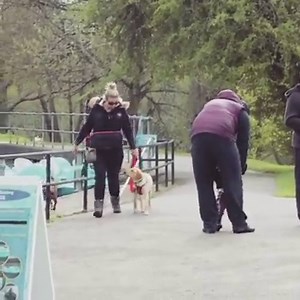 21 reactions |  DOG BOARD & TRAIN  Our residential training programmes take your dog's training out into the real world everyday. If you want your dog to be 'real world ready', book a residential stay at Adolescent Dogs Book here: www.adolescentdogs.com #realworldready #homeboarding #familydogtraining #trainingfamilydogs #dogobedience #labrador #puppytraining | Adolescent Dogs - Award Winning Dog Training | Facebook