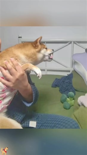 Two Dogs Having Fun Together