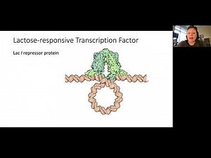 Regulation of the lac operon by Glucose