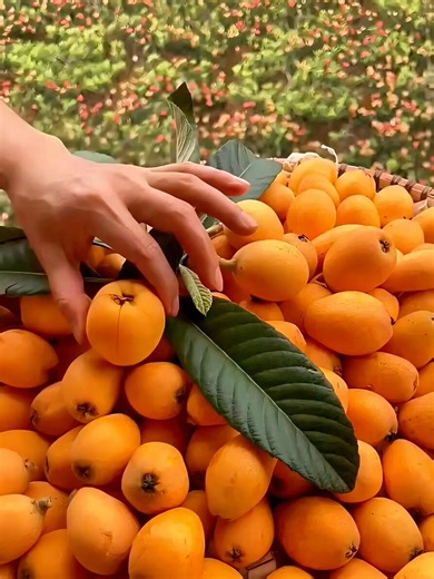 Limón caviar: por qué es un ingrediente exclusivo de la alta cocina
