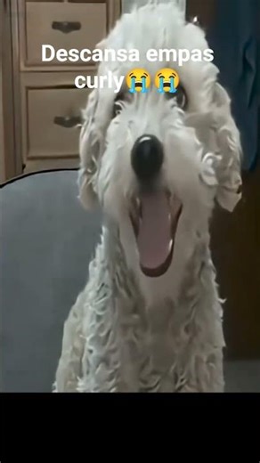 descansa empas curly