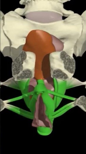Pelvic Floor Contraction #anatomy #animation #motivation #pelvicfloorstrength