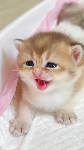 Cute Kitten Meowing 😻🐱 #kitten #meow #kittenlove #kittenmeow #meowing #fypシ