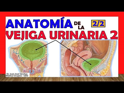 🥇 URINARY BLADDER (2/2). Anatomy. Easy Explanation!