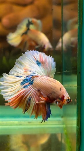 Betta Fish Hyderabad || BETTA FISH || Aquatic Pet Store on Instagram: "Nemo Galaxy OHM Rosetail Bettas!!! 🤍💙♥️🩶🤍💙❤️🩶🤍🤎❤️🩶🤍💙🤎🩶🤍❤️💙 . . . #nemo #nemogalaxy #photooftheday #instagood #instalove #instalike #instareelsindia❤️ #india #bettafısh #bettafancy #bettatank #bettaindonesia #bettathailand #trending #viral #explorepage #explore"