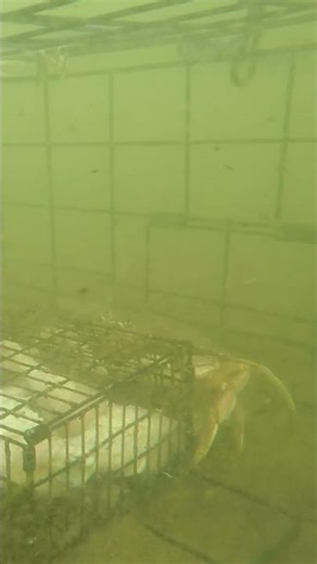 Dungeness Crabs Are SPEEDY!