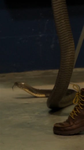 158K views · 3K reactions | Throwback to Robert Irwin dealing with one of the most DANGEROUS snakes in the world!  #CrikeyItsTheIrwins #snake #reptile | Animal Planet | Facebook