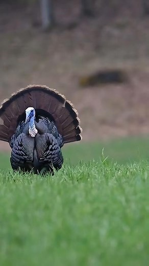 Won’t be long… - 7195552736430034219 . #Realtree #TurkeyHunting | Realtree Outdoors