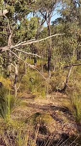 #bowHunting wild goats. Yes they are wild! Yes I eat them and my dog does too. As promised here is some of the footage in between the live streaming from yesterday. We got some great eaters and a few good billies for dog food. I boned out the goats in the bush as the smell of the billies is enough to ruin the good meat if you put them in the same esky with the skin on. Billy goats scent themselves and smell incredibly gamely but my best mates love it. I hunt for food I hunt for my dogs food and 