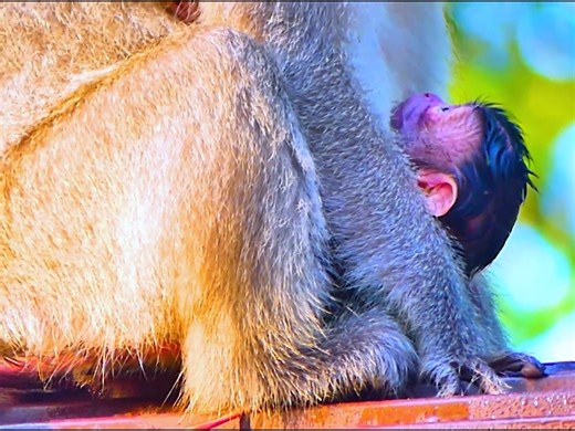 Most cutest newborn baby monkey is lovely looking at mother closely and wait mom giving milk soon | Monkey Video
