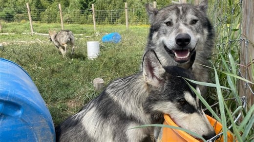 Meet a Sudbury, Ont., man's wolf-dog hybrids